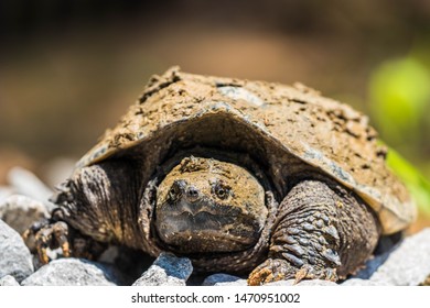 351 Long tail turtle Images, Stock Photos & Vectors | Shutterstock