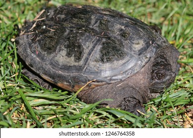 Snapping Turtle Marsh Stock Photo 1246764358 