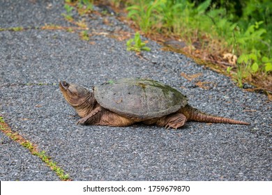 794 Snapping turtle eye Images, Stock Photos & Vectors | Shutterstock