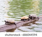 The snapping turtle on the log.