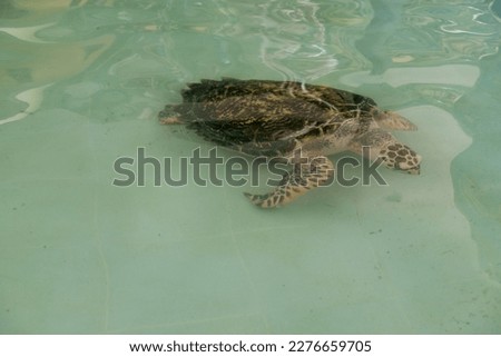 Snapping turtle on the water
