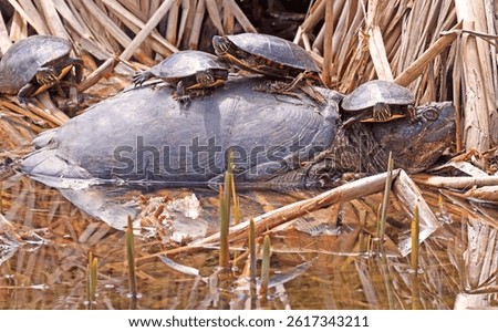 Snapping turtle with painted turtles on its back