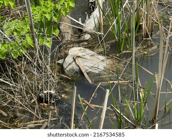 Snapping turtle in a pond sitting on a log with plants around it.