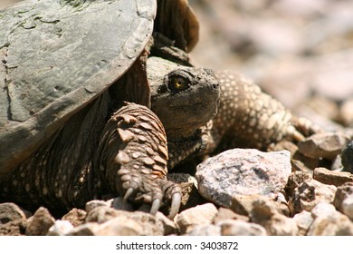 Snapping Turtle Profile
