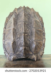 Snapping Turtle Shell Displayed Indoors