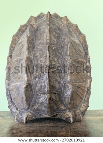 Snapping Turtle Shell Displayed Indoors