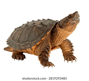 Snapping Turtle Single Snapping Turtle Standi 2 Isolated On White Background