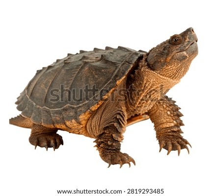 Snapping Turtle Single Snapping Turtle Standi 2 Isolated On White Background