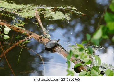 Snapping turtle sits on a log floating on a river