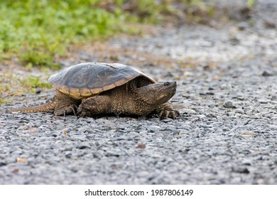 Snapping Turtle Spotted Montezuma National Wildlife Stock Photo ...