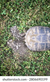 Snapping turtle top down perspective digging laying eggs in grass, backdrop copy space image turtle in the wild, selective focus authentic light