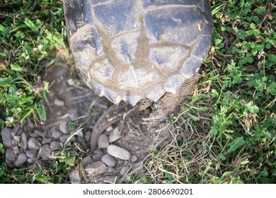 Snapping turtle top down perspective digging laying eggs in grass, backdrop copy space image turtle in the wild, selective focus authentic light