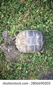 Snapping turtle top down perspective digging laying eggs in grass, backdrop copy space image turtle in the wild, selective focus authentic light