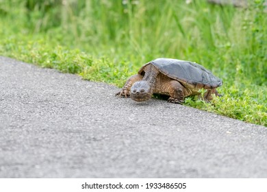 Snapping turtle walking through grass along a bike path