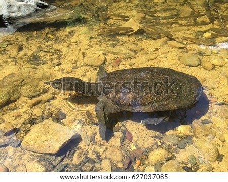 snapping turtle in the waterfall