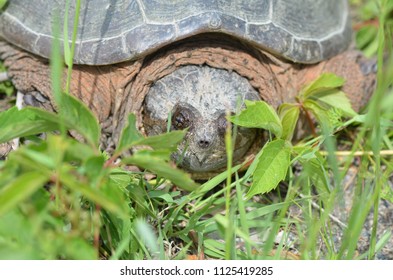 Snapping Turtle Weeds On Ground Stock Photo 1125419285 | Shutterstock