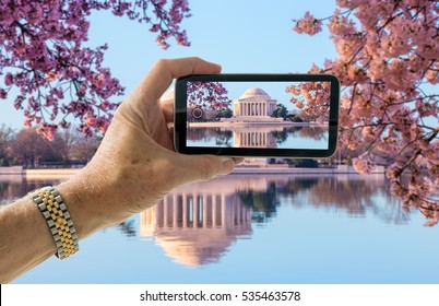 Snapshot Of Cherry Blossoms In Washington DC