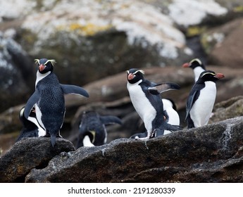 Snares Penguin (Eudyptes robustus) on The Snares, a subantarctic Island group south off New Zealand