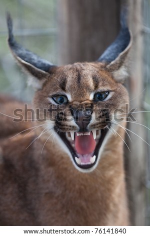 Snarling caracal