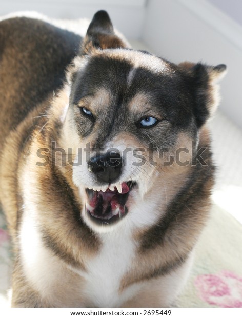 Snarling Dog Stock Photo Edit Now