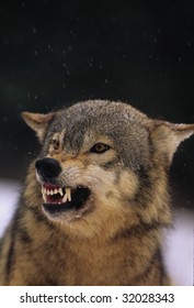 Snarling Gray Wolf