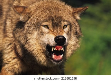 Snarling Grey Wolf