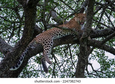 Snarling leopard relaxing up a tree in Serengeti Park in Tanzania - Powered by Shutterstock