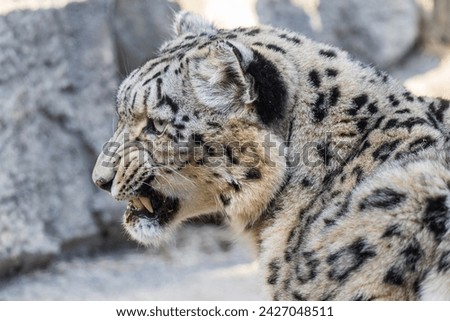 Snarling Snow Leopard startled during feeding time
