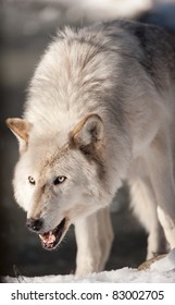 Snarling Wolf