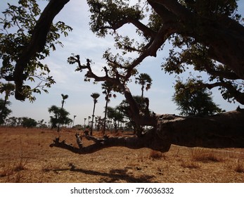 Sneak Peek On Sahel Trees From A Baobab Near Joal-Fadiouth In Senegal