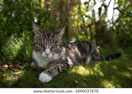 A sneaky cat close up