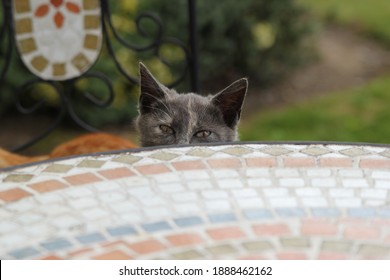 a sneaky cat raising his head from below a table