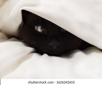 Sneaky Cat Under A Blanket