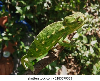 A Sneaky Chameleon On A Stick Looking Backwards