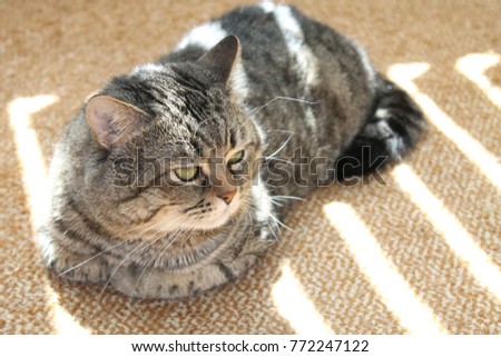 Sneaky curious sad tabby cat laying on floor & looking. Gray tabby cat missing alone at home. Big fat fanny sneaky cat making melancholy face. Cute pet sneaky kitty laying in sunlight. Tabby kitten