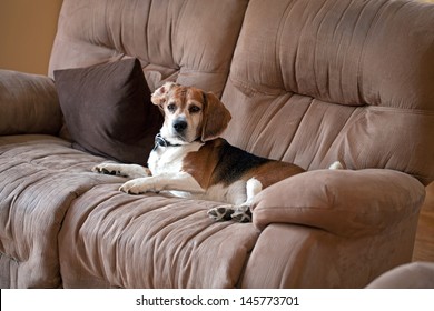 A Sneaky Dog Caught Sleeping On The Living Room Sofa.