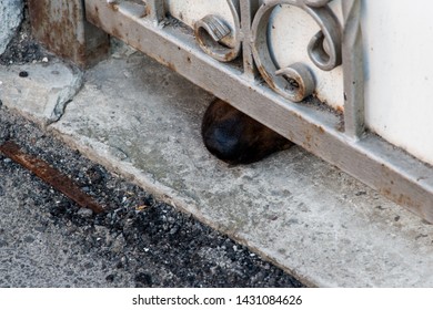 Sneaky Dog Under The Fence