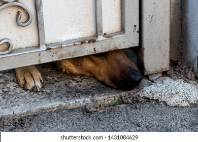 Sneaky Dog Under The Fence