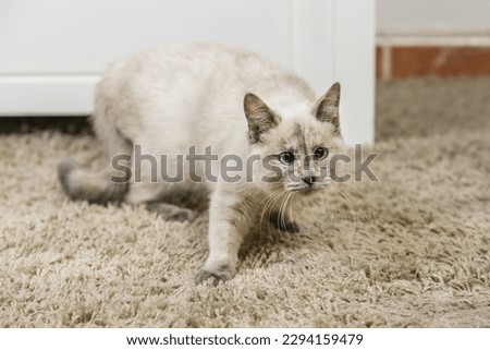A sneaky kitten crawling on a  hairy carpet