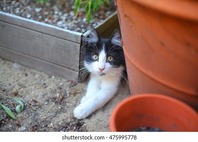 Sneaky kitten in the garden.