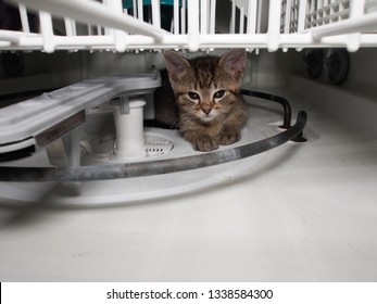 Sneaky kitty hiding in the dishwasher
