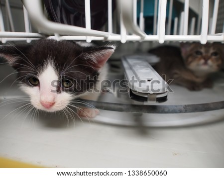 Sneaky kitty hiding in the dishwasher