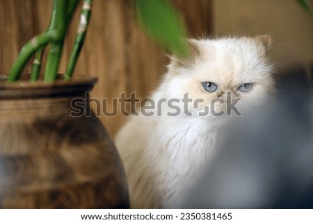 A sneaky photo of a Persian cat. You can tell from the cat's eyes that he is doubting