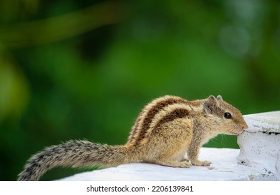 Sneaky Squirrel Looking For Food 