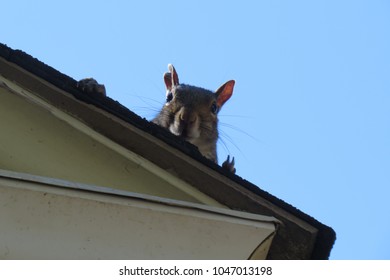 Sneaky Squirrel Peaking over Edge of Roof. - Shutterstock ID 1047013198
