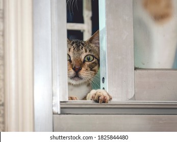 A sneaky young cat climbs and peeks though a slightly open window while one paw grasps the window sill.