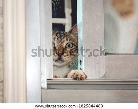 A sneaky young cat climbs and peeks though a slightly open window while one paw grasps the window sill.