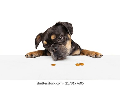 Sniff. Closeup. Half-length Portrait Of Nice Dog, Puppy Isolated Over White Studio Background. Concept Of Motion, Action, Pets Love, Animal Life. Looks Happy, Delighted. Copyspace For Ad.