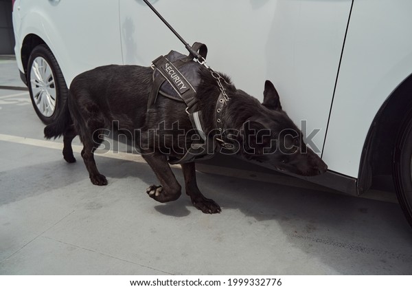 Sniffer\
dog or detection dog inspecting car at\
airport