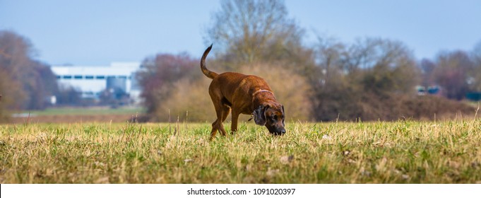 Sniffer Dog Searching A Trail On A Meadow